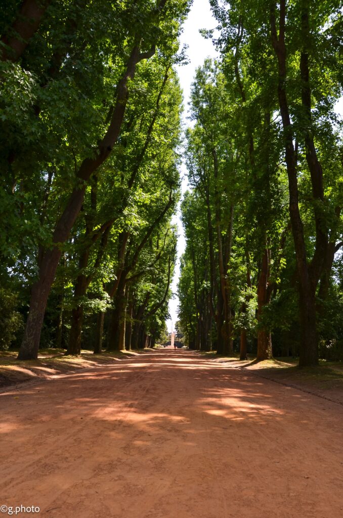 Viale alberato nel parco del Museo Serralves, Porto